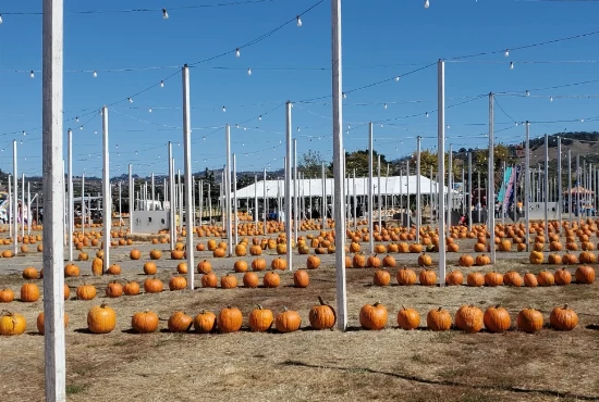Santa Rosa, CA: The Ultimate Guide to Events and Festivals